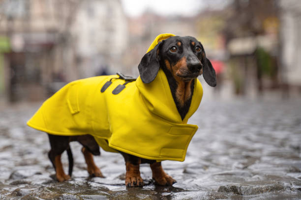 RAINCOATS